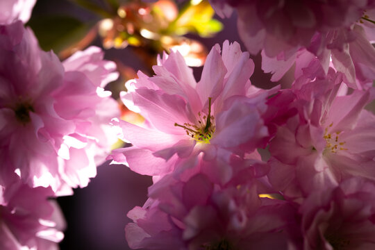 Rosa bl&uuml;hende Zierkirsche in der Abendsonne