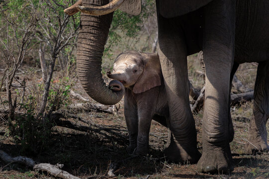 View of a baby elephant standing protectively between the legs of an adult elephant in the dry savanna bushveld Skukuza, Mpumalanga, South Africa.