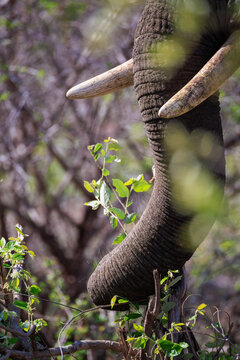 View of the trunk and tusks of an African elephant foraging among green leaves and dry branches in the bushveld Skukuza, Mpumalanga, South Africa.