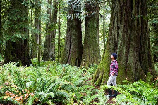 Tourist MacMillan Provincial Park Forest Grove Vancouver Island