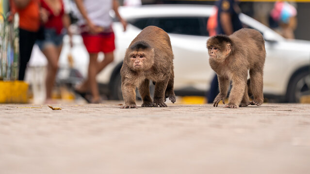 Monkeys roaming the streets of Ecuador.