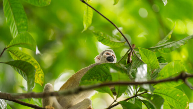 Monkeys climbing trees.