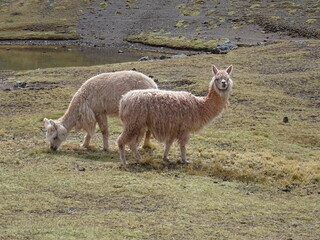 Obraz premium Fluffy Alpacas Grazing in the Peruvian Altiplano