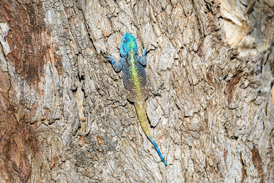View of a colorful blue-headed tree agama with a yellow dorsal stripe climbing on rough tree bark in Skukuza, Mpumalanga, South Africa.
