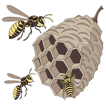 Illustration of a wasp nest with three wasps flying or crawling on it