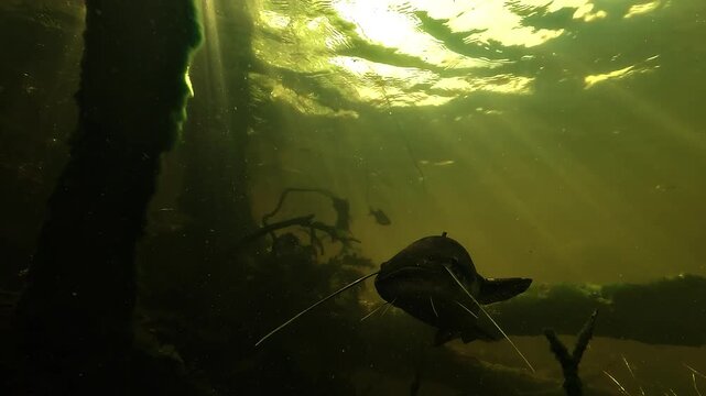Low angle view beneath a wels catfish Silurus glanis as the camera approaches its head, startling it before it turns away and swims off in a lake.