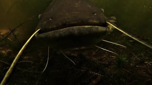 It comes straight to the camera, touches it with one sensory barbel as if tasting it, then suddenly turns away in the lake.