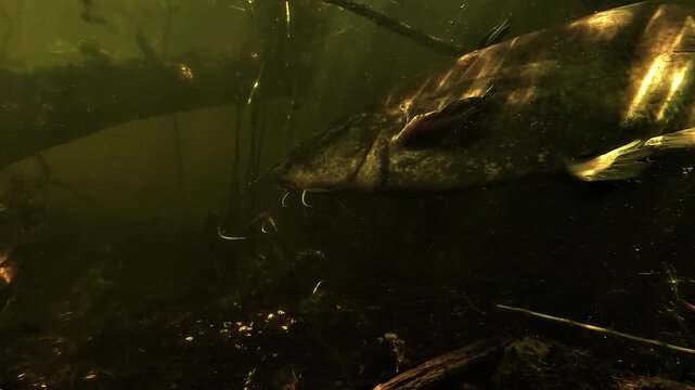 On the bottom of a lake, a wels catfish Silurus glanis turns toward the camera in a shaded area filled with submerged branches.