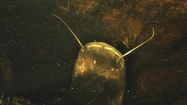 Top view of a wels catfish Silurus glanis head alert for prey detection, using its barbels as sensory organs for smell and taste at the bottom of a lake.