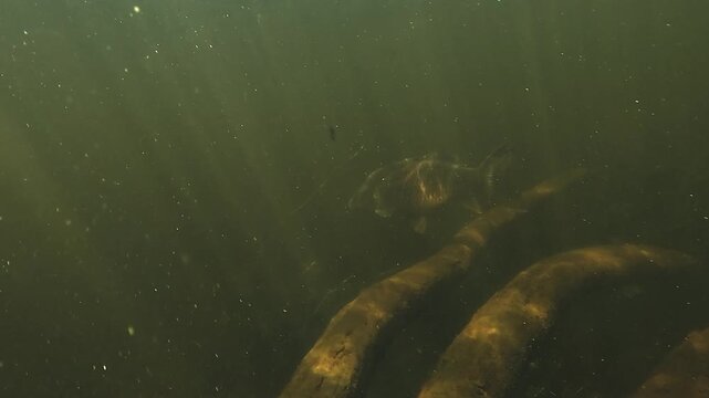 A carp crosses paths with a wels catfish Silurus glanis that comes straight toward the camera at very close range before turning away in the green murky water of a lake.