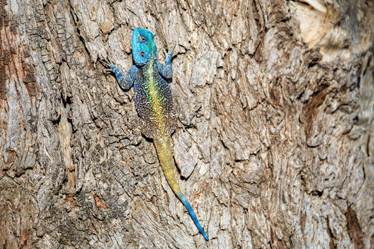 View of a colorful blue-headed lizard with a yellow dorsal stripe resting on the textured bark of a tree in Kruger National Park Skukuza, Mpumalanga, South Africa.