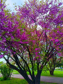 Pink blossom tree in the park with sun rays in green nature park and outdoors spring background