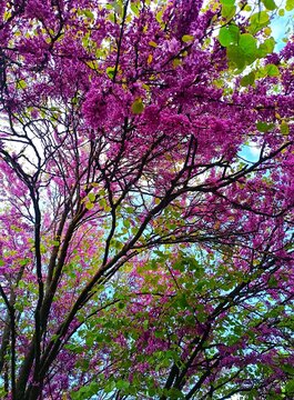 Pink blossom tree in the park with sun rays in green nature park and outdoors spring background