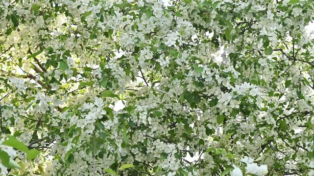 Lush blooming apple or crabapple tree covered in abundant white spring blossoms and fresh green leaves, gentle breeze moving branches in soft natural light