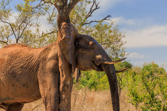 View of an African elephant rubbing its head against a tree trunk in the savanna of Kruger National Park in Skukuza, Mpumalanga, South Africa.