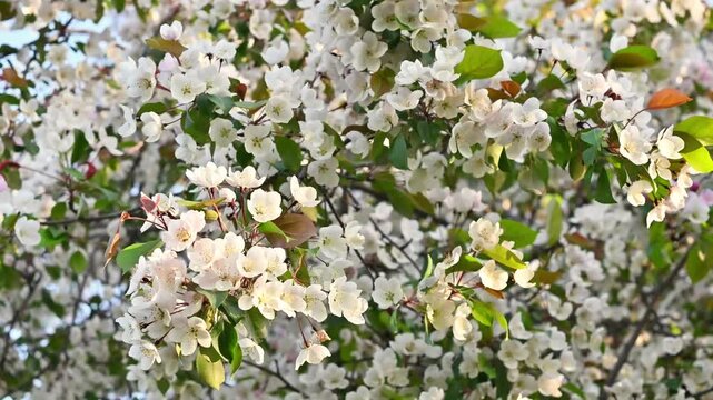 Lush crabapple tree in full spring bloom covered with abundant white and pale pink blossoms and fresh green leaves, gently swaying in a soft breeze under warm golden sunlight.