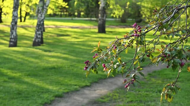 Tranquil park scene in spring with flowering crabapple tree branch in foreground featuring pink buds, lush green grass lawn, birch tree trunks, and winding dirt path bathed in warm golden sunlight