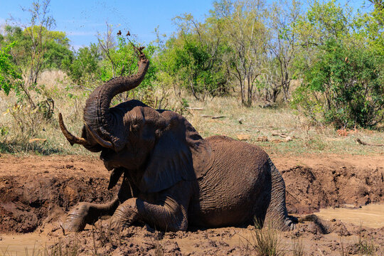 View of an African elephant sitting in a mud wallow and spraying mud with its trunk surrounded by lush green trees and dry savanna vegetation in Skukuza, Mpumalanga, South Africa.