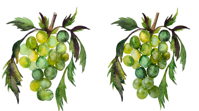 Two bunches of green grapes with leaves on black background