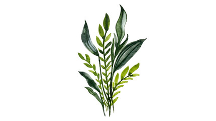 Fototapeta premium A sprig of rosemary on a black background