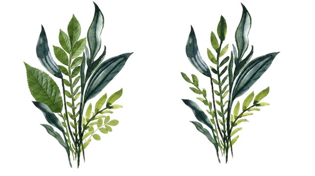 Two bunches of green wheat or oats on a black background