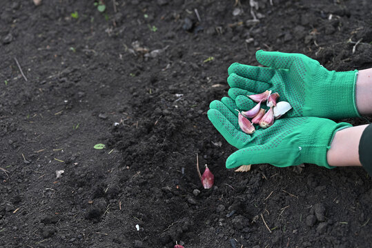 In autumn, gardeners plant garlic cloves in loose soil, planting in winter.