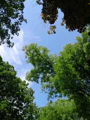 Fototapeta premium Green Tree Leaves Against Clear Blue Sky in Bright Summer Sunlight