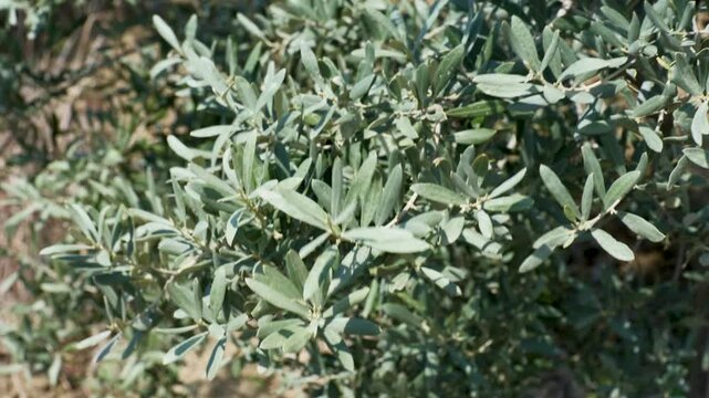 Detailed close up of olive tree branches and narrow green leaves. High quality video of Mediterranean olive foliage in a sunny garden, showing natural texture and color.