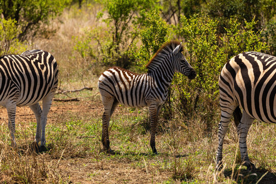 View of a young zebra foal standing in the savanna between adult zebras in Kruger National Park Skukuza, Mpumalanga, South Africa.