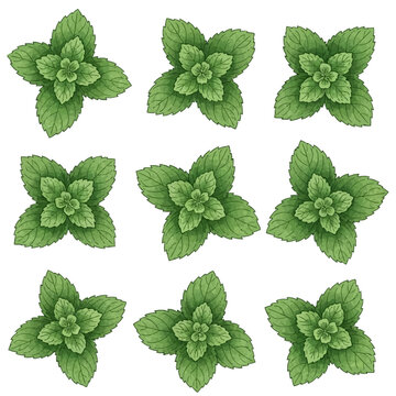 Set of nine mint leaf clusters, green peppermint and spearmint watercolor illustrations with detailed leaf veins, botanical herb elements isolated on a white background.