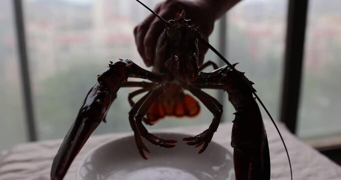 Hand show a raw American lobster
