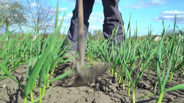 Individual using a hoe to cultivate soil in a field of green garlic plants under a bright blue sky with scattered clouds in the background
