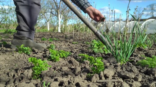 Gardener using a hoe to cultivate soil around green onions and parsley in a sunny vegetable garden with clear blue sky and trees in the background