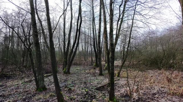 Slow drone movement forward through a raw, winter deciduous forest.