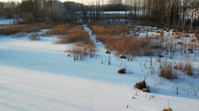 Winter drone flyover over a frozen swamp and alder forest.