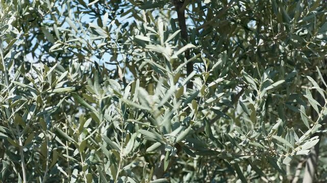 Detailed close up of olive tree branches and narrow green leaves. High quality video of Mediterranean olive foliage in a sunny garden, showing natural texture and color.