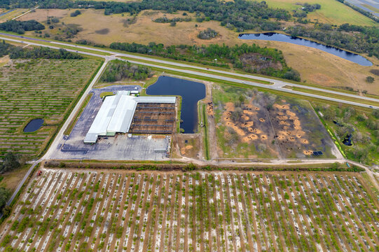 Aerial view of feed yard with meat cows. Feeding of cattle on farm feedlot