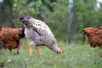 Keeping domestic chicken in free range on home backyard. Poultry grazing on green grass in suburban garden © bilanol