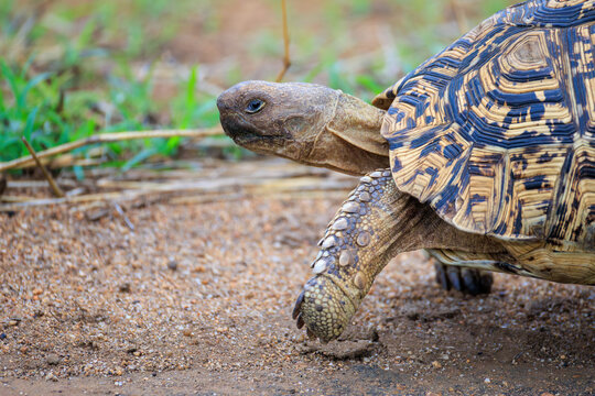 View of a leopard tortoise walking across the sandy ground with its head extended in the wild savanna Skukuza, Mpumalanga, South Africa.
