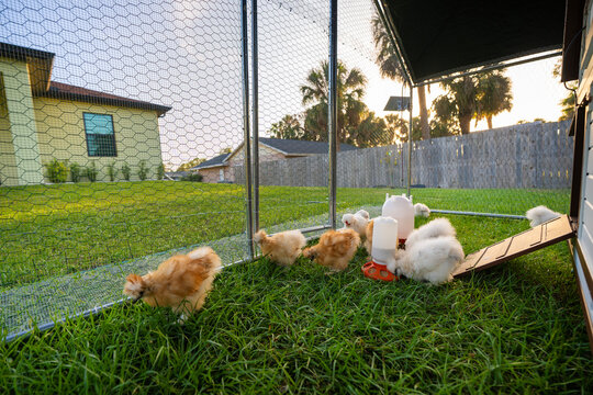 Young chicks in poultry hen house with green grass in backyard garden.