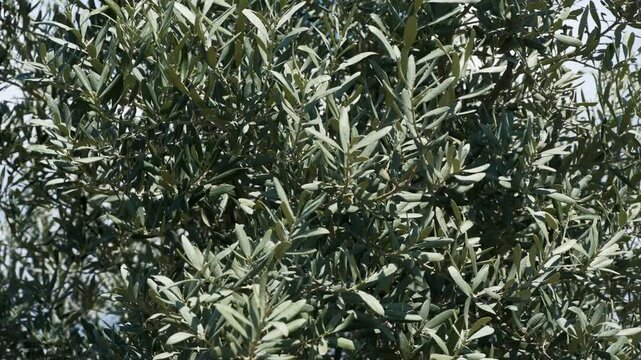 Detailed close up of olive tree branches and narrow green leaves. High quality video of Mediterranean olive foliage in a sunny garden, showing natural texture and color.