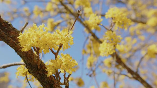 A beautiful close up shot of vibrant yellow blossoms of a Cornelian Cherry (Cornus mas) tree, also known as Cornel Dogwood, set against a clear, bright blue sky on a sunny spring day. This footage cap