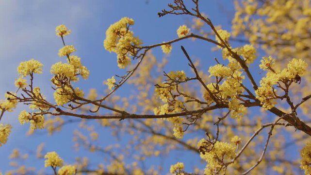 close up shot of vibrant yellow blossoms of a Cornelian Cherry (Cornus mas) tree, also known as Cornel Dogwood, set against a clear, bright blue sky on a sunny spring day. This footage captures the es