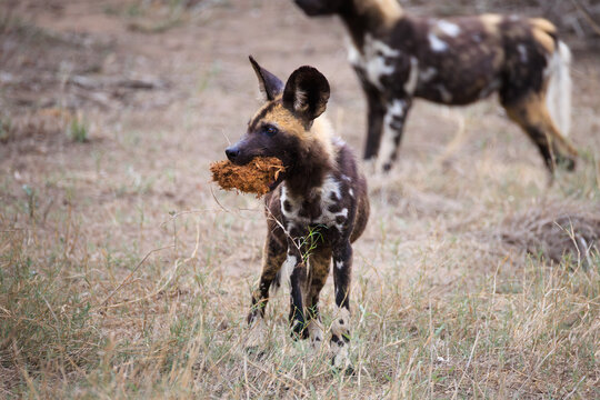 View of an African wild dog pup carrying a piece of dung in its mouth in the dry grass at Kruger National Park, Skukuza, Mpumalanga, South Africa.
