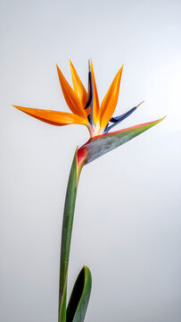 Fleur exotique Strelitzia Reginae ou Oiseau de Paradis sur fond blanc