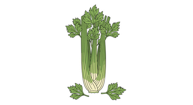Fresh green celery stalk with detailed textures and separate leaves as a healthy food ingredient for cooking and nutrition.