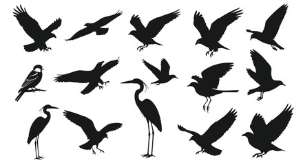 Fototapeta premium Diverse collection of bird silhouettes including eagles, crows, herons, and smaller birds in different poses and flight positions.