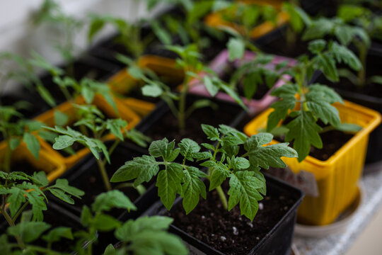 Close-up of young tomato seedlings growing in small plastic pots on windowsill. Indoor seed starting, home gardening, early plant growth, vegetable cultivation.