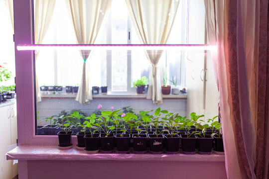 Indoor windowsill garden with multiple trays of green seedlings lit by pink purple LED grow light. Home plant propagation, sustainable apartment horticulture.