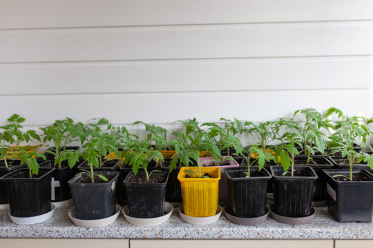 Rows of young tomato seedlings in small plastic pots on countertop. Indoor seed starting, home gardening, DIY cultivation.